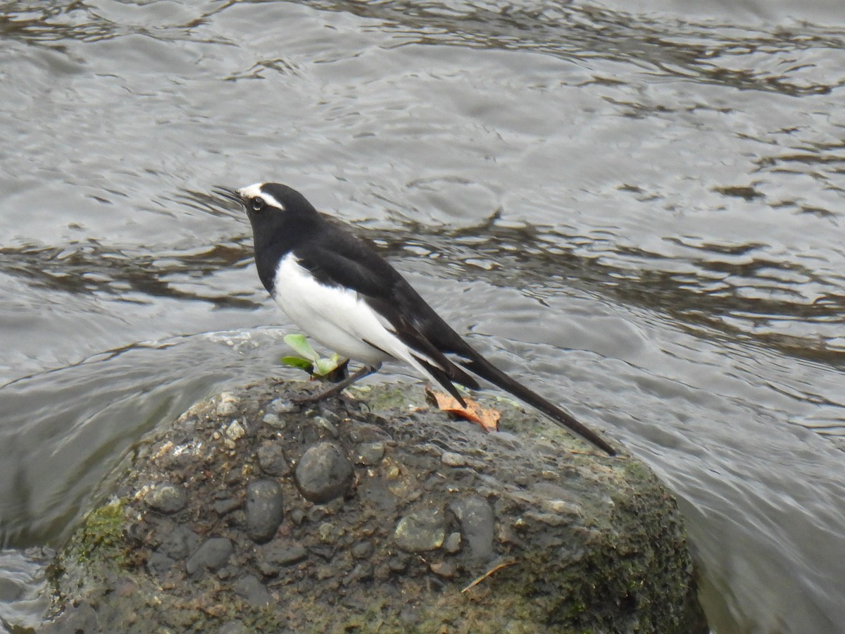 Japanese Wagtail - ML615038678