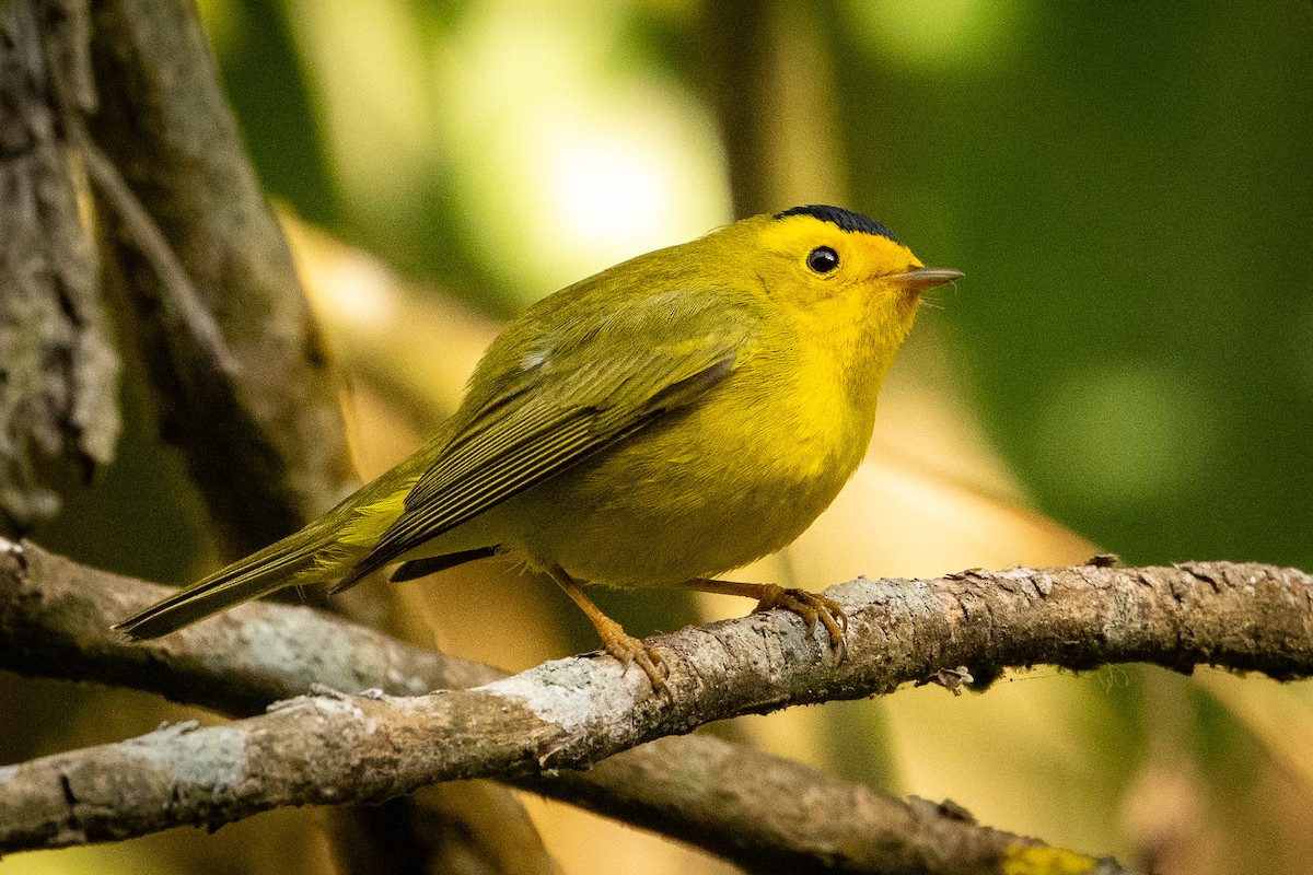 Wilson's Warbler - Chuck Babbitt