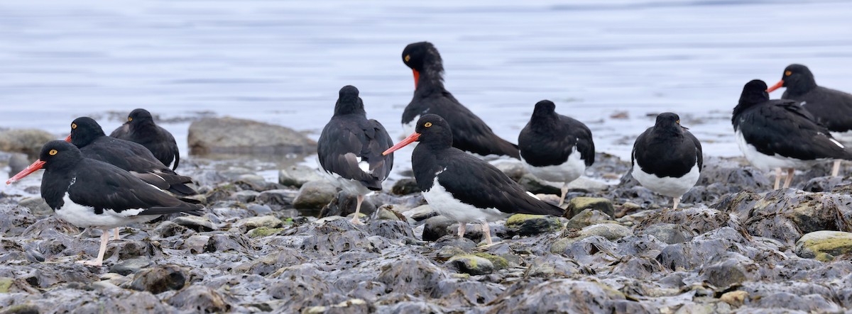 Magellanic Oystercatcher - Jeff Skevington