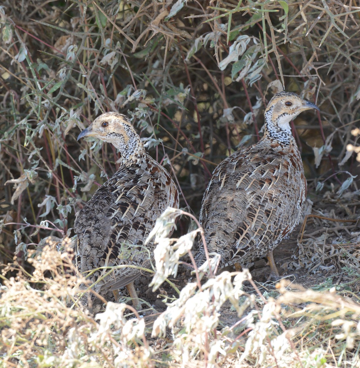 Shelley's Francolin - Bertina K