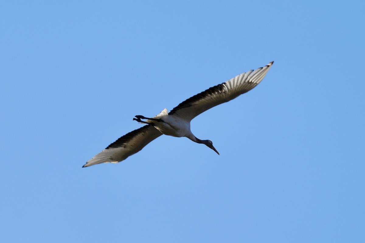 Red-crowned Crane - ML615038799