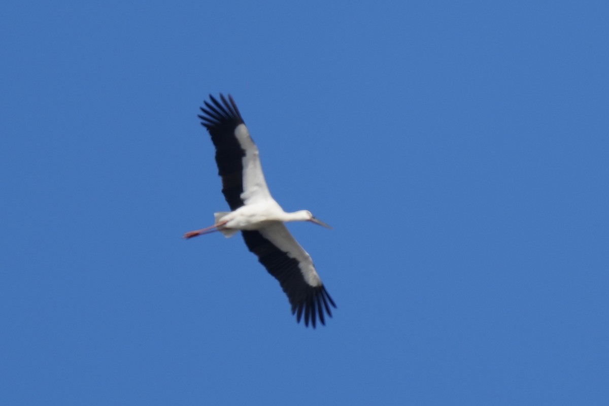 Oriental Stork - ML615038892