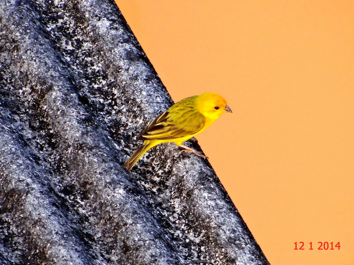 Saffron Finch - Gabriel Bonfa