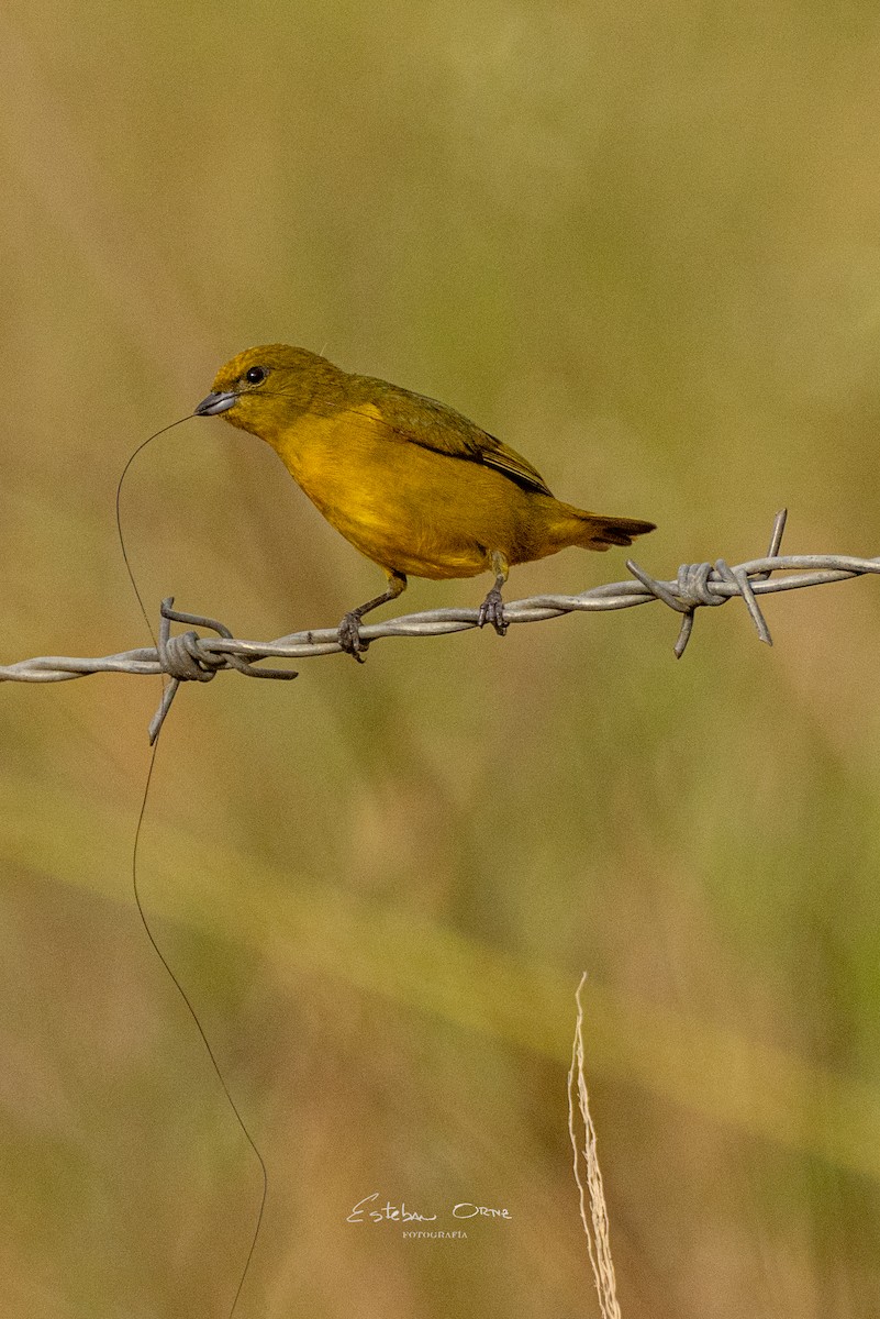 Orange-crowned Euphonia - Esteban Ortiz