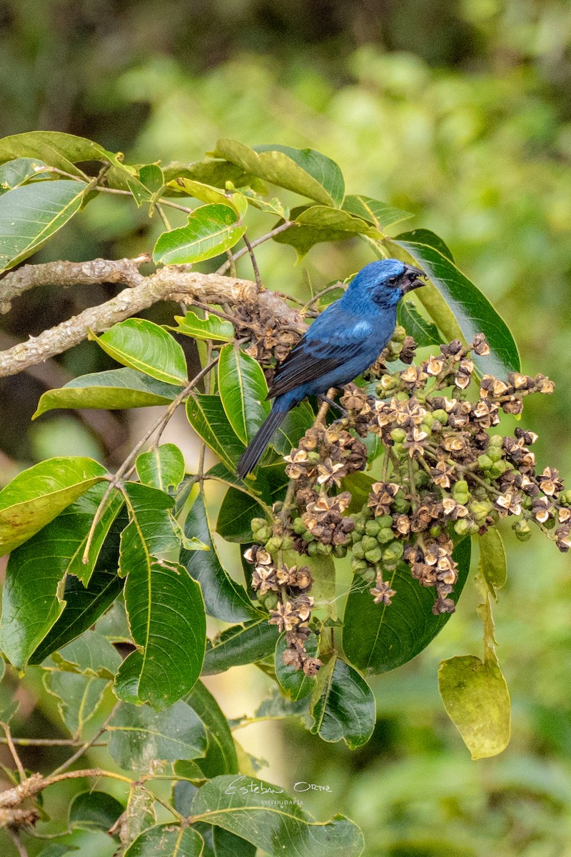 Ultramarine Grosbeak - Esteban Ortiz