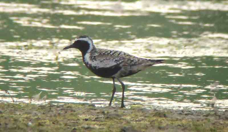 Chorlito Dorado Siberiano - ML615039020