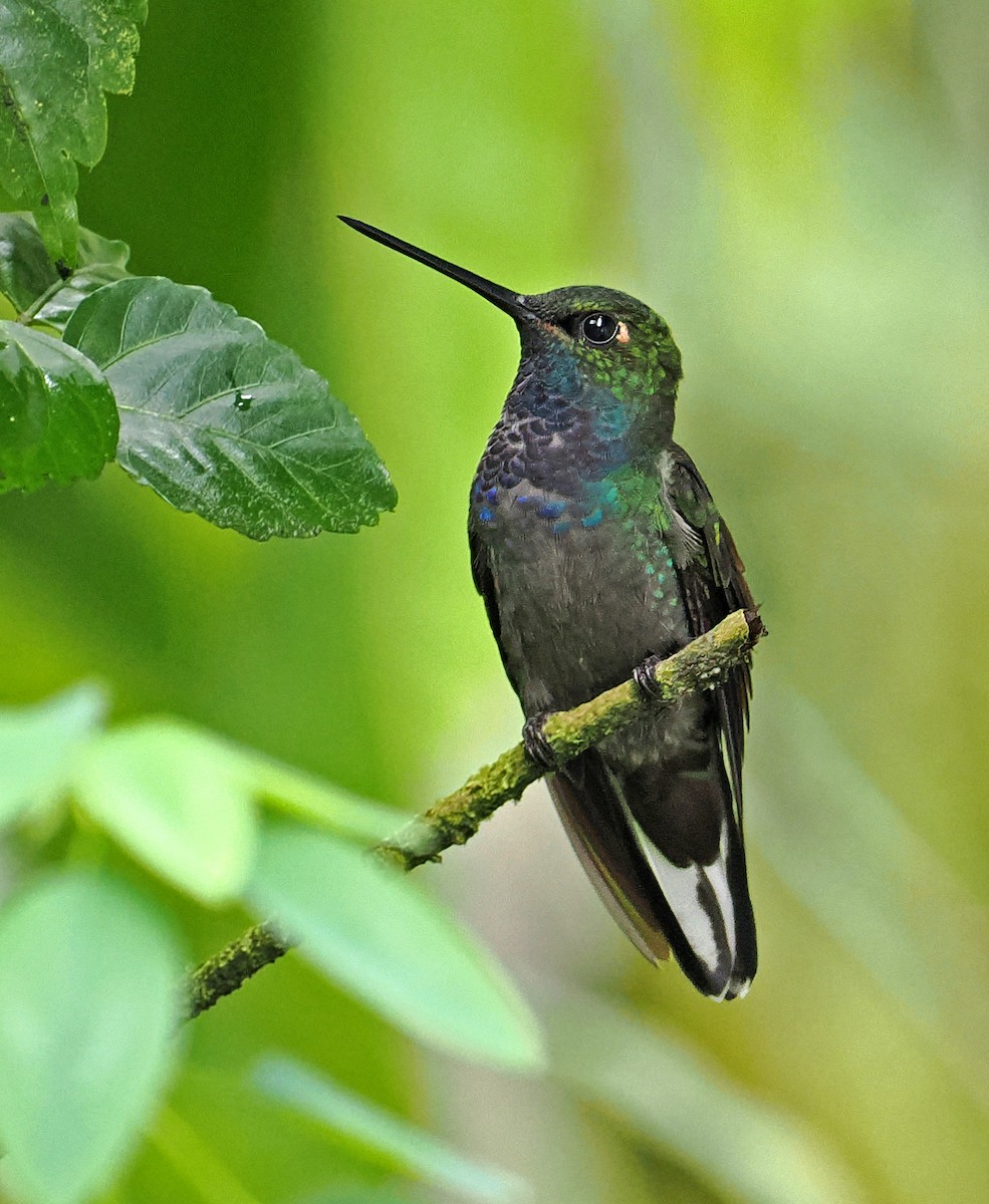 kolibřík zelenohřbetý - ML615039022