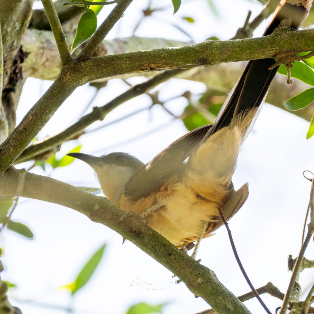 Dark-billed Cuckoo - ML615039065