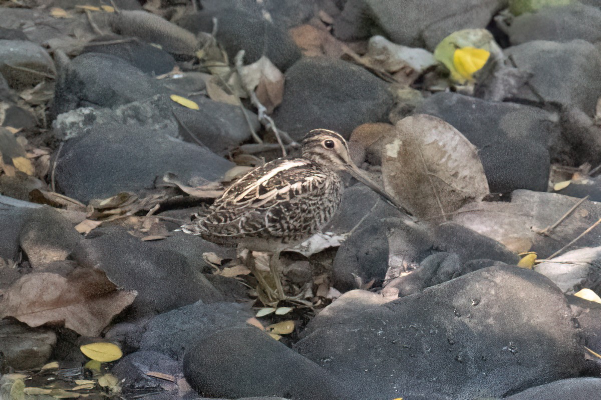 Pin-tailed Snipe - ML615039086