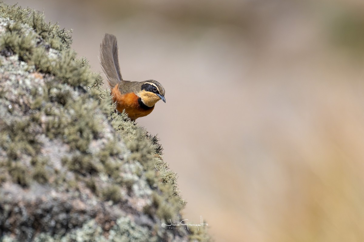 Olivscheitel-Bandvogel - ML615039150