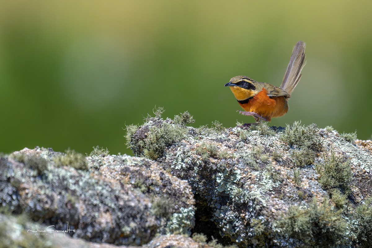 Olive-crowned Crescentchest - Aldo Grangetto