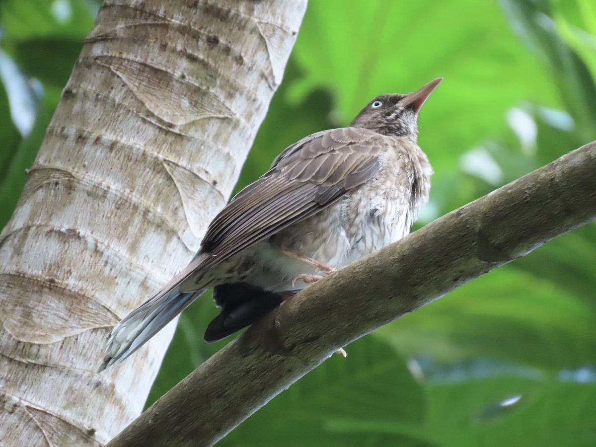 Pearly-eyed Thrasher - ML615039186