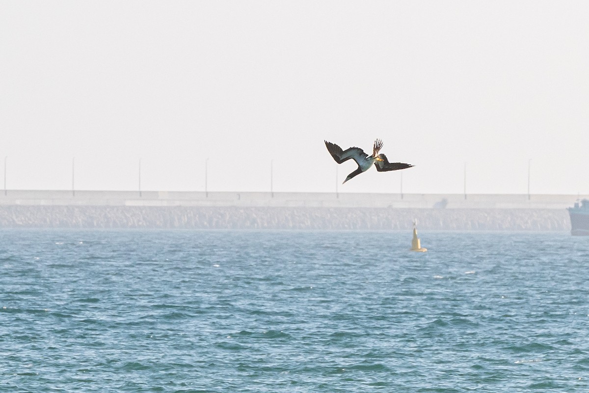 Brown Booby - Nicolas Moulin