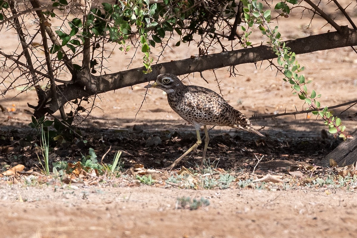 Spotted Thick-knee - ML615039235