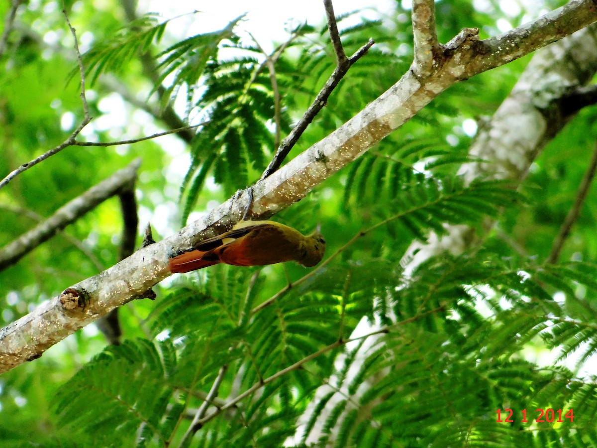 Olivaceous Woodcreeper - Gabriel Bonfa