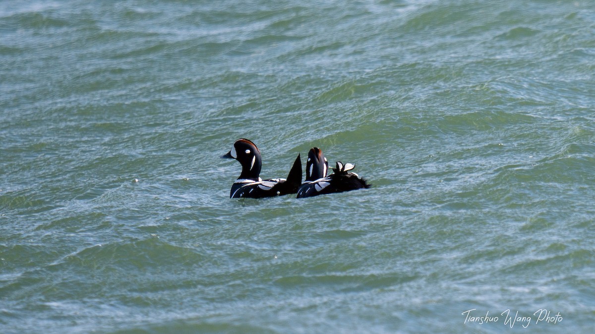 Harlequin Duck - ML615039261