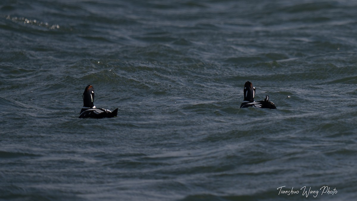 Harlequin Duck - ML615039262