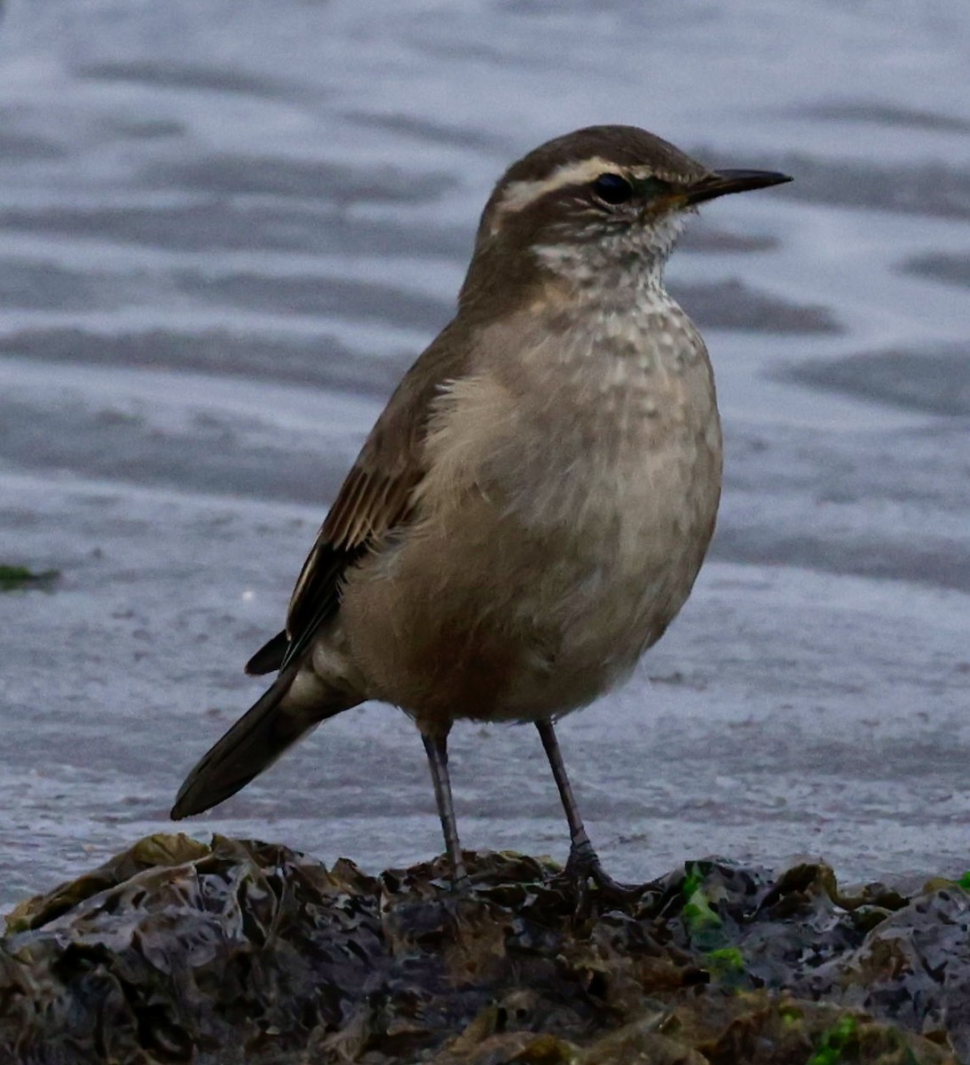 Buff-winged Cinclodes - Jeff Skevington