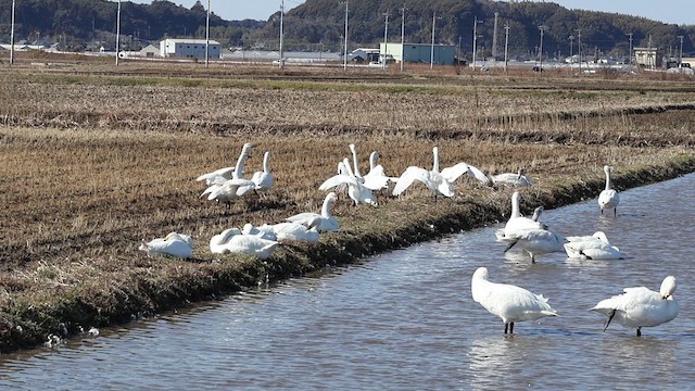 labuť malá (ssp. bewickii) - ML615039314