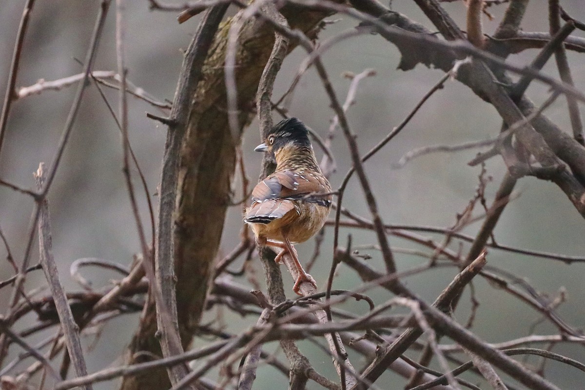 Spotted Laughingthrush - Starlit Chen