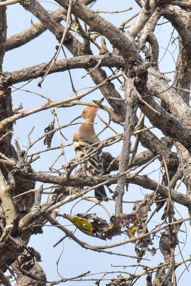 Eurasian Hoopoe - ML615039396