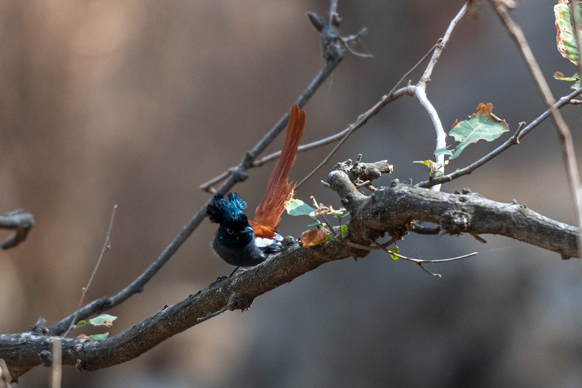 African Paradise-Flycatcher - Nicolas Moulin