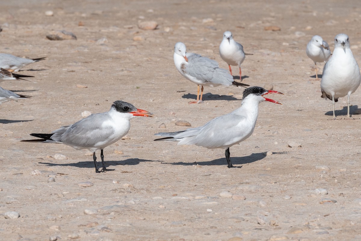 Caspian Tern - ML615039486