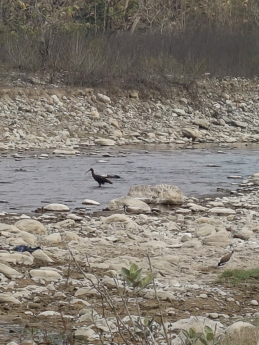 Red-naped Ibis - ML615039549