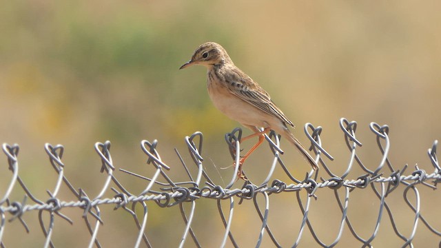 Paddyfield Pipit - ML615039557