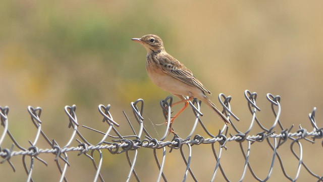 Paddyfield Pipit - ML615039572