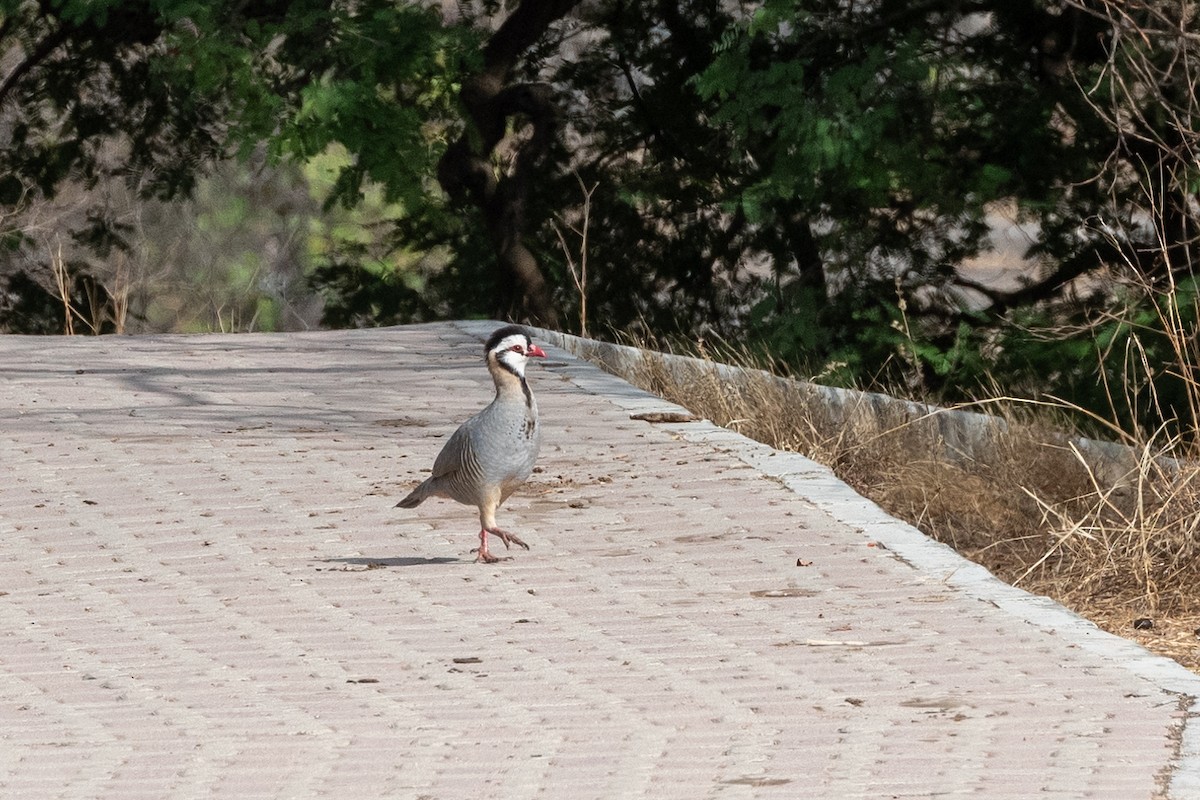 Arabian Partridge - Nicolas Moulin