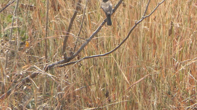 Blyth's Reed Warbler - ML615039655