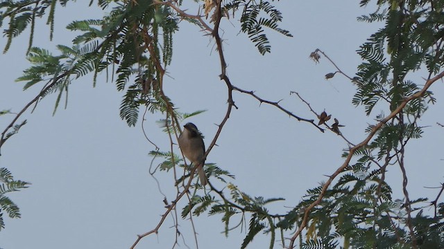 Common Woodshrike - ML615039704