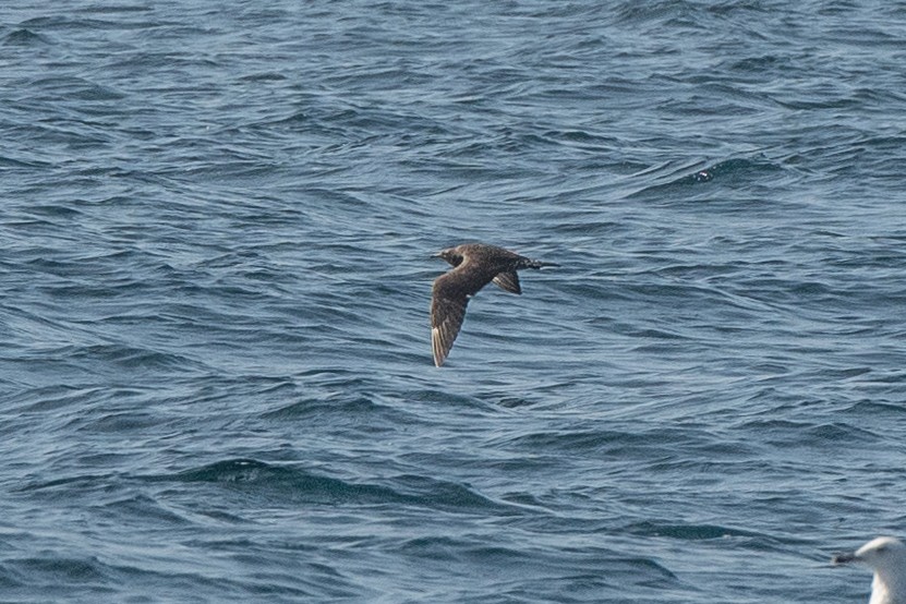 Parasitic Jaeger - ML615039710