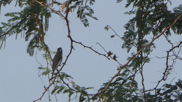 Common Woodshrike - ML615039716