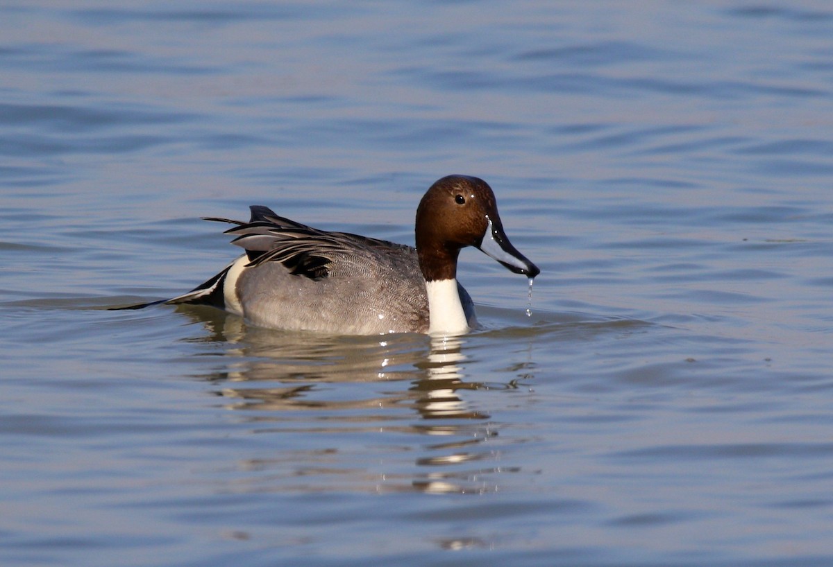 Northern Pintail - ML615039723