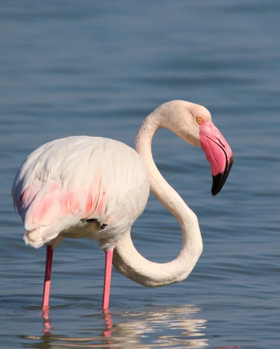 Greater Flamingo - ML615039728