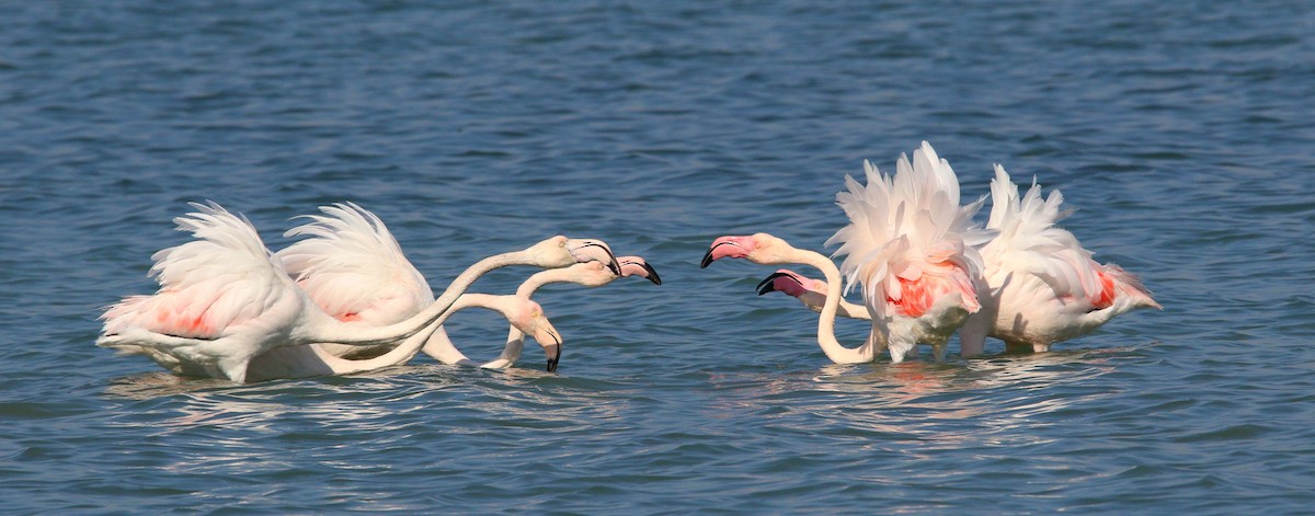 Greater Flamingo - ML615039729