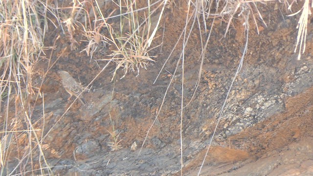 Gray-necked Bunting - ML615039738