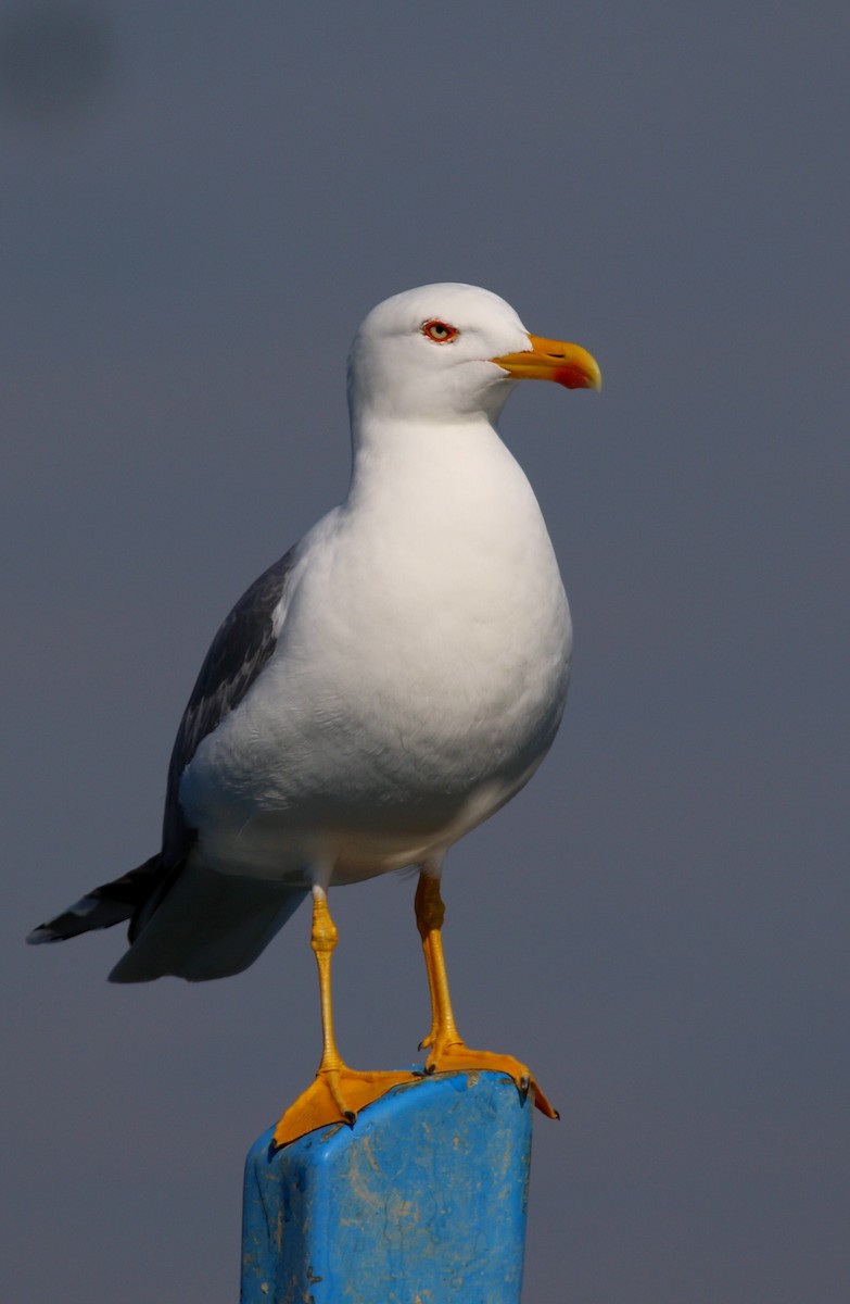 Gaviota Patiamarilla - ML615039742