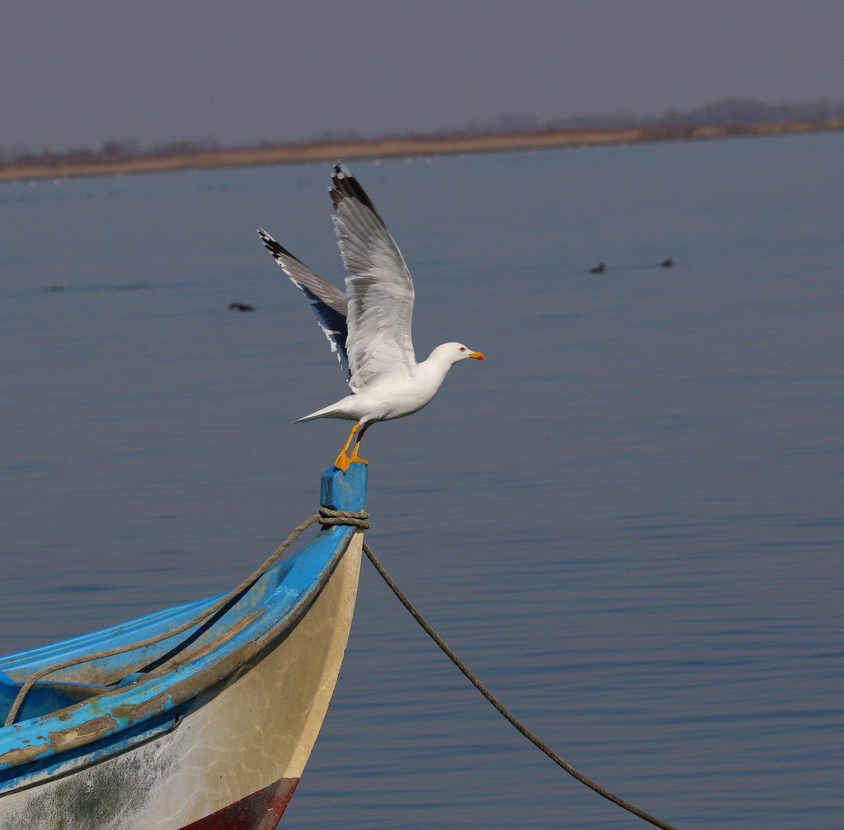 Gaviota Patiamarilla - ML615039743