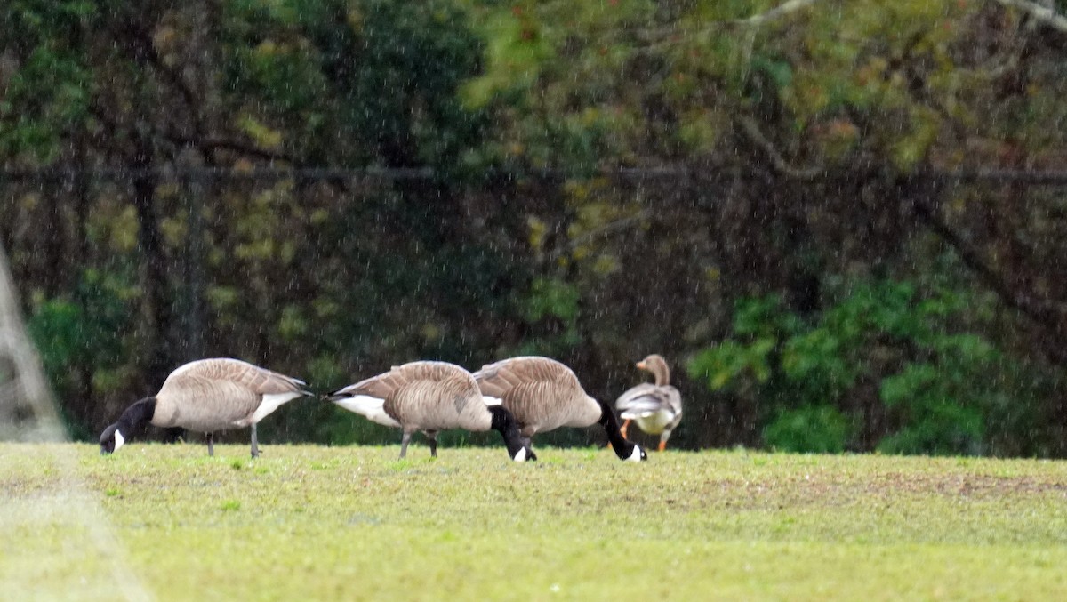 Greater White-fronted Goose - ML615039809