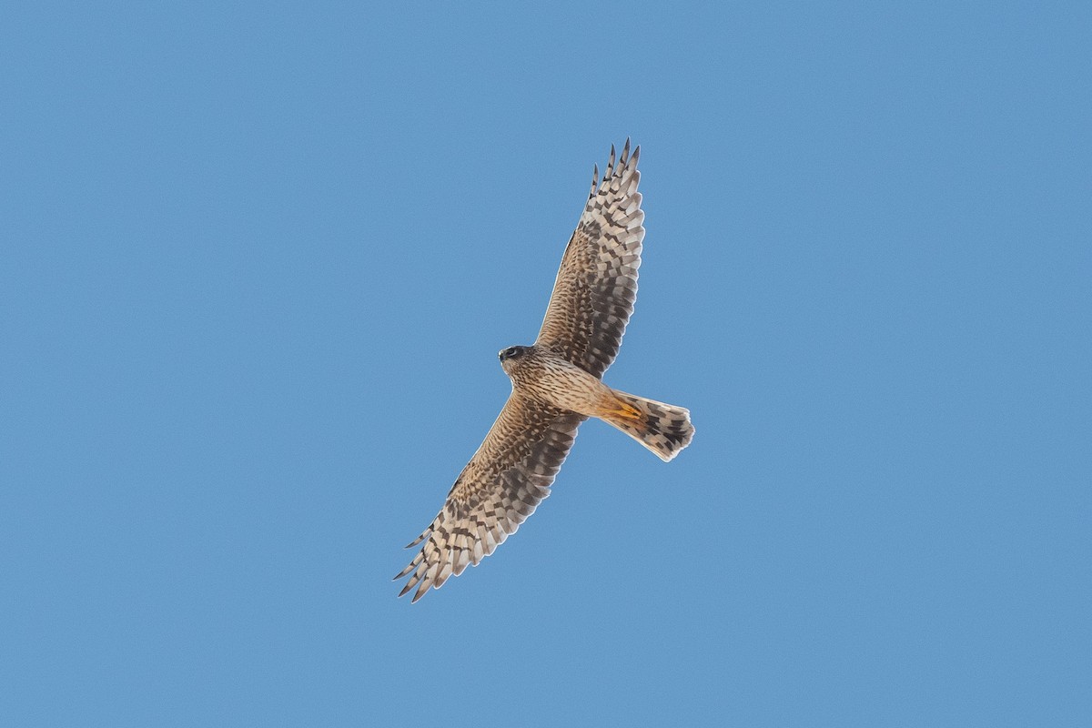 Pallid Harrier - ML615039829