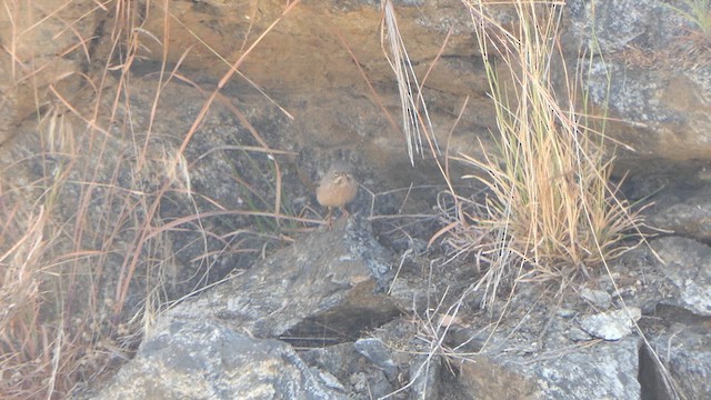 Gray-necked Bunting - ML615039834