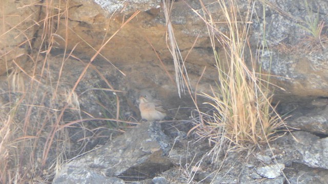 Gray-necked Bunting - ML615039845