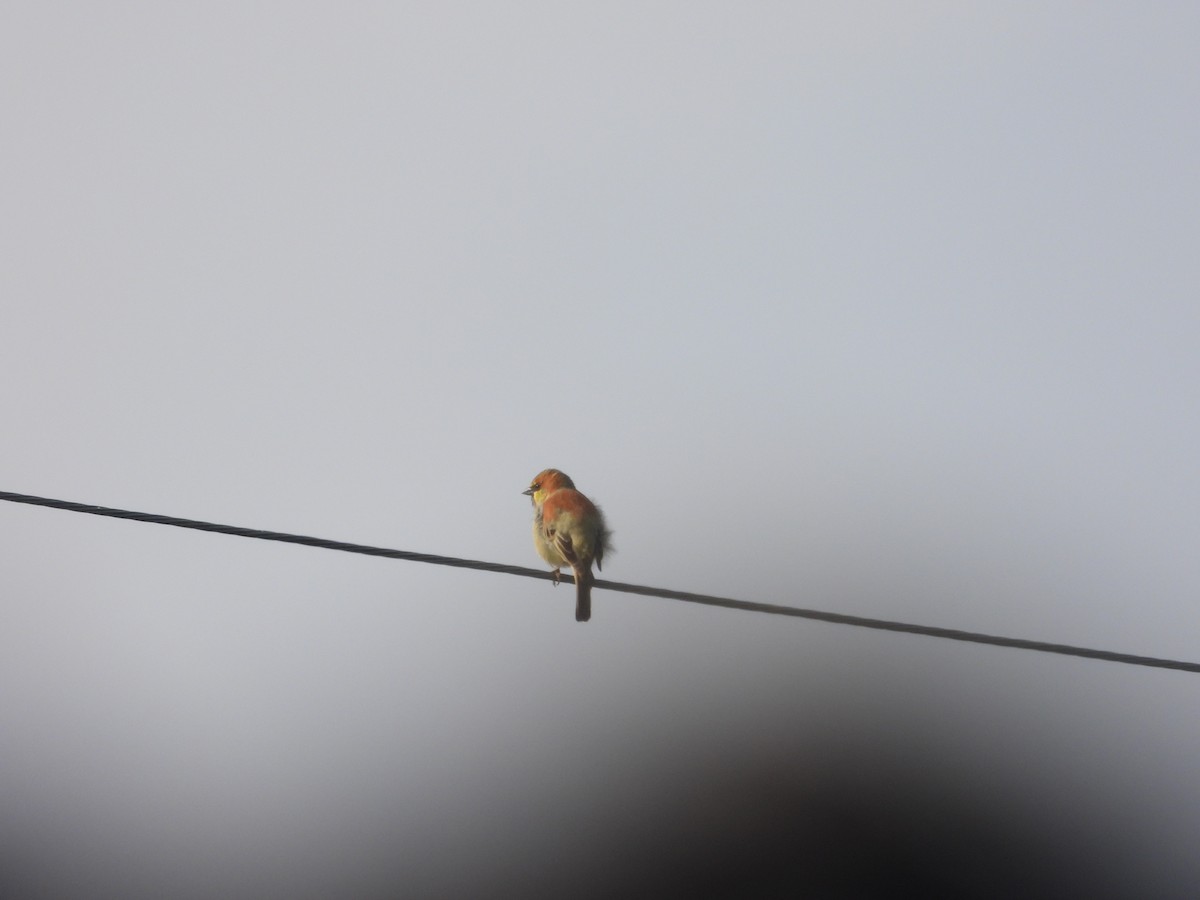 Plain-backed Sparrow - Mary Trombley