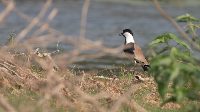 Spur-winged Lapwing - ML615039963