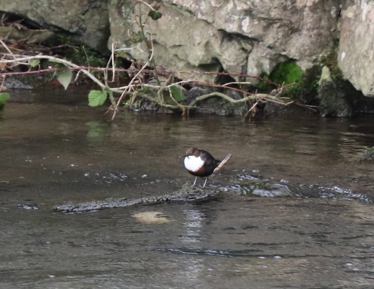 White-throated Dipper - ML615039966