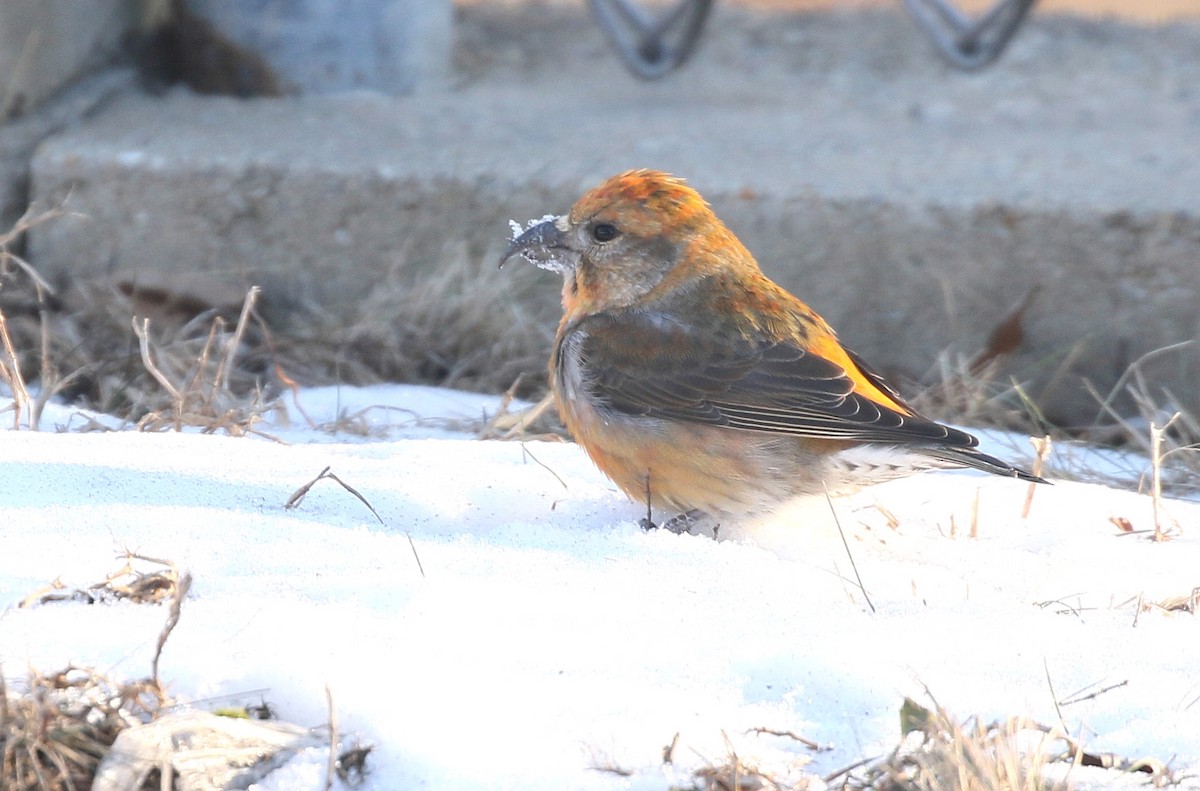 Red Crossbill - ML615039978