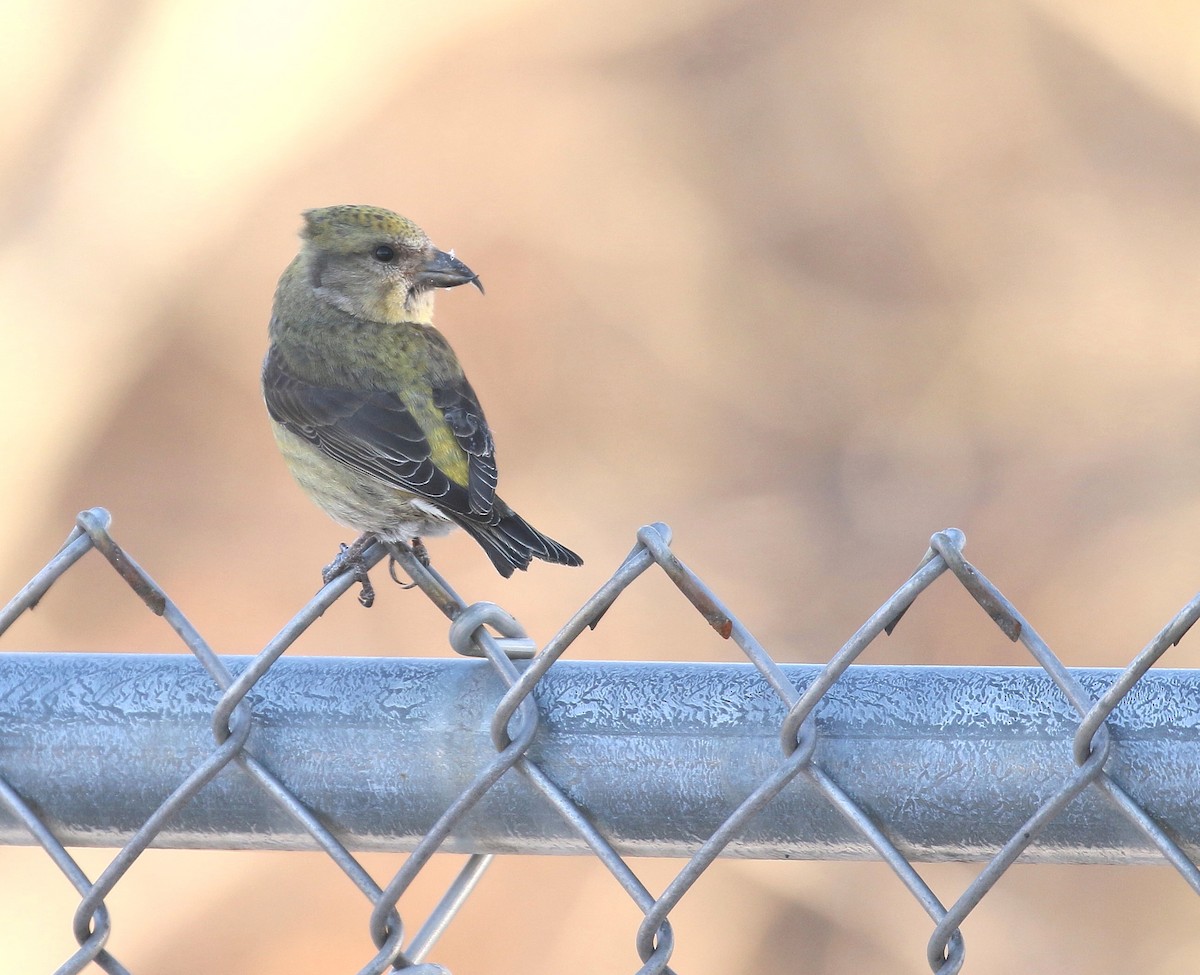 Red Crossbill - ML615039979